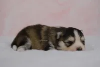 Grayson, a male Pomsky for sale in Loxahatchee, FL – Photo 4 of 5