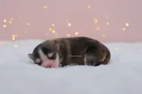 Grayson, a male Pomsky for sale in Loxahatchee, FL – Photo 5 of 5