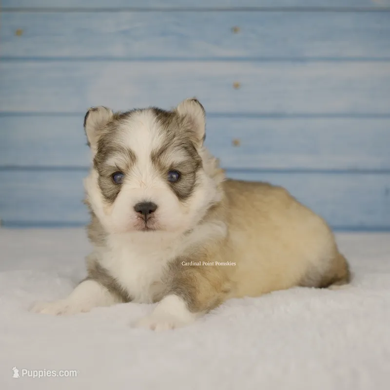 Luca – Pomsky puppy for sale in Loxahatchee, FL