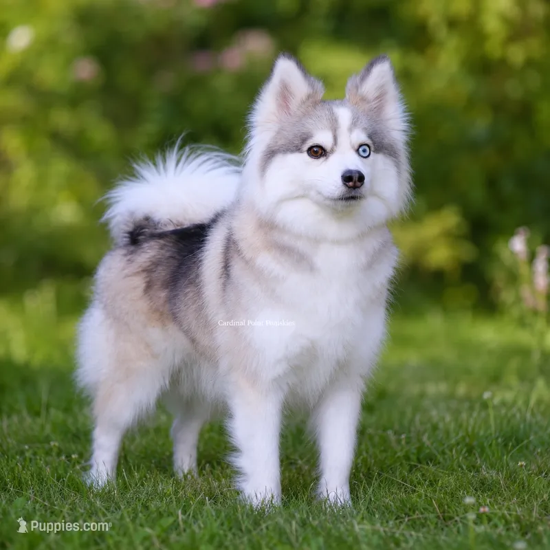 Alarie – Pomsky puppy for sale in Loxahatchee, FL