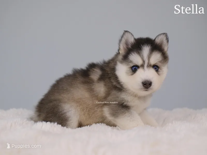 Stella, a female Pomsky for sale in Loxahatchee, FL – Photo 1 of 5