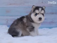 Stella, a female Pomsky for sale in Loxahatchee, FL – Photo 2 of 5