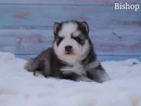 Bishop, a male Pomsky for sale in Loxahatchee, FL – Photo 3 of 5