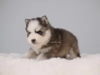 Bishop, a male Pomsky for sale in Loxahatchee, FL – Photo 2 of 5