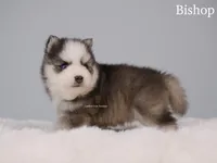 Bishop, a male Pomsky for sale in Loxahatchee, FL – Photo 1 of 5