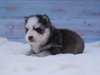 Bishop, a male Pomsky for sale in Loxahatchee, FL – Photo 4 of 5