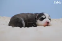 Fable, a female Pomsky for sale in Loxahatchee, FL – Photo 4 of 5