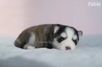 Fable, a female Pomsky for sale in Loxahatchee, FL – Photo 3 of 5