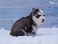 Fable, a female Pomsky for sale in Loxahatchee, FL – Photo 2 of 5