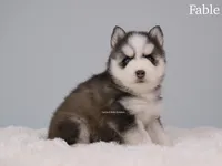 Fable, a female Pomsky for sale in Loxahatchee, FL – Photo 1 of 5