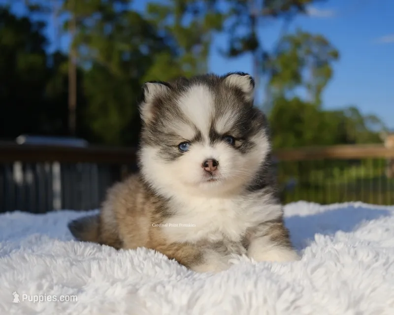Hayden – Pomsky puppy for sale in Loxahatchee, FL