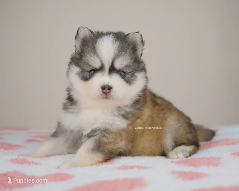 Hayden – Pomsky puppy for sale in Loxahatchee, FL