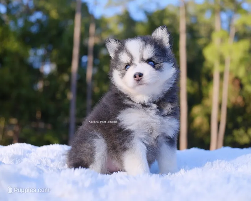 Josephine, a female Pomsky for sale in Loxahatchee, FL – Photo 1 of 2