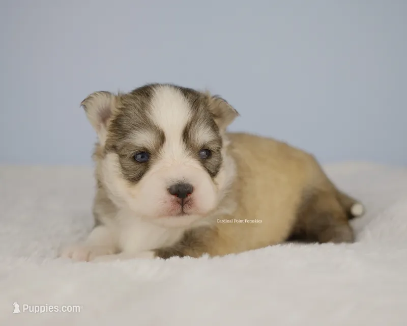 Luca – Pomsky puppy for sale in Loxahatchee, FL