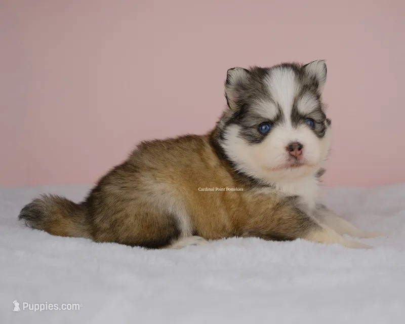 Hayden – Pomsky puppy for sale in Loxahatchee, FL