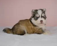 Hayden, a male Pomsky for sale in Loxahatchee, FL – 1 of 3