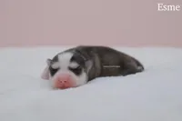 Esme, a female Pomsky for sale in Loxahatchee, FL – Photo 2 of 2