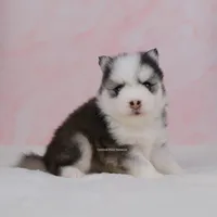 Miles, a male Pomsky for sale in Loxahatchee, FL – Photo 1 of 2