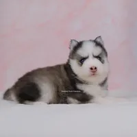 Esme, a female Pomsky for sale in Loxahatchee, FL – Photo 1 of 2