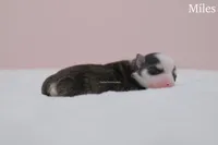 Miles, a male Pomsky for sale in Loxahatchee, FL – Photo 2 of 2