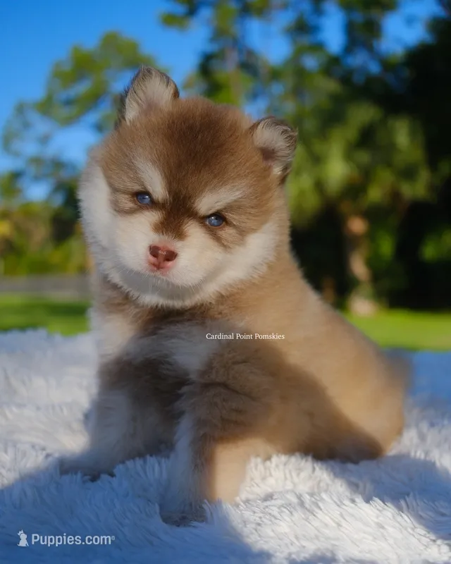 Khalen – Pomsky puppy for sale in Loxahatchee, FL