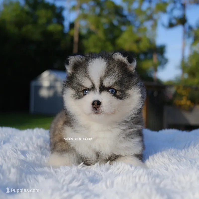 Hayden – Pomsky puppy for sale in Loxahatchee, FL