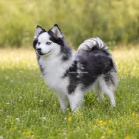 Kita, a female Pomsky for sale in Loxahatchee, FL – 2 of 6