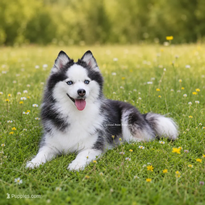 Kita – Pomsky puppy for sale in Loxahatchee, FL