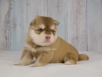 Khalen, a male Pomsky for sale in Loxahatchee, FL – 5 of 7