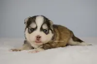 Hayden, a male Pomsky for sale in Loxahatchee, FL – 2 of 3