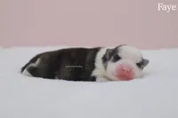 Faye, a female Pomsky for sale in Loxahatchee, FL – Photo 2 of 2