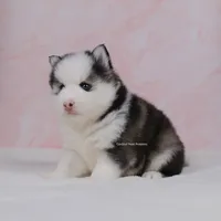 Faye, a female Pomsky for sale in Loxahatchee, FL – Photo 1 of 2