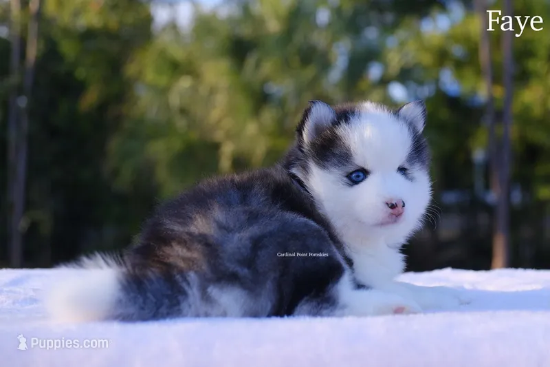 Faye – Pomsky puppy for sale in Loxahatchee, FL