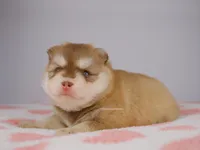 Khalen, a male Pomsky for sale in Loxahatchee, FL – 2 of 7