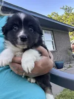 Hank, a male Miniature Australian Shepherd for sale in Tulsa, OK – 2 of 2