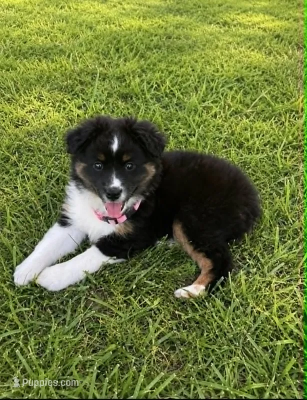 Bella – Miniature Australian Shepherd puppy for sale in Tulsa, OK