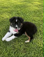 Bella, a female Miniature Australian Shepherd for sale in Tulsa, OK – 1 of 3