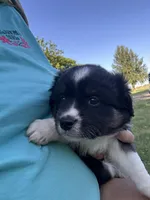 Ella, a female Miniature Australian Shepherd for sale in Tulsa, OK – 2 of 2