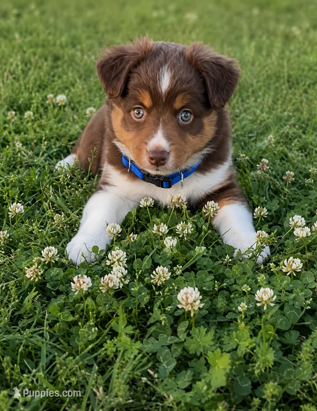 Blake – Miniature Australian Shepherd puppy for sale in Tulsa, OK