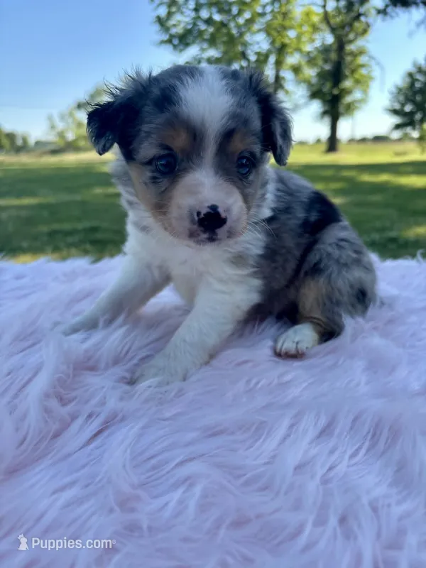 Lainey  – Miniature Australian Shepherd puppy for sale in Tulsa, OK