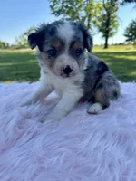 Lainey , a female Miniature Australian Shepherd for sale in Tulsa, OK – 1 of 2