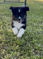 Bella, a female Miniature Australian Shepherd for sale in Tulsa, OK – 3 of 3