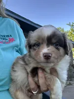 Morgan, a male Miniature Australian Shepherd for sale in Tulsa, OK – 2 of 2