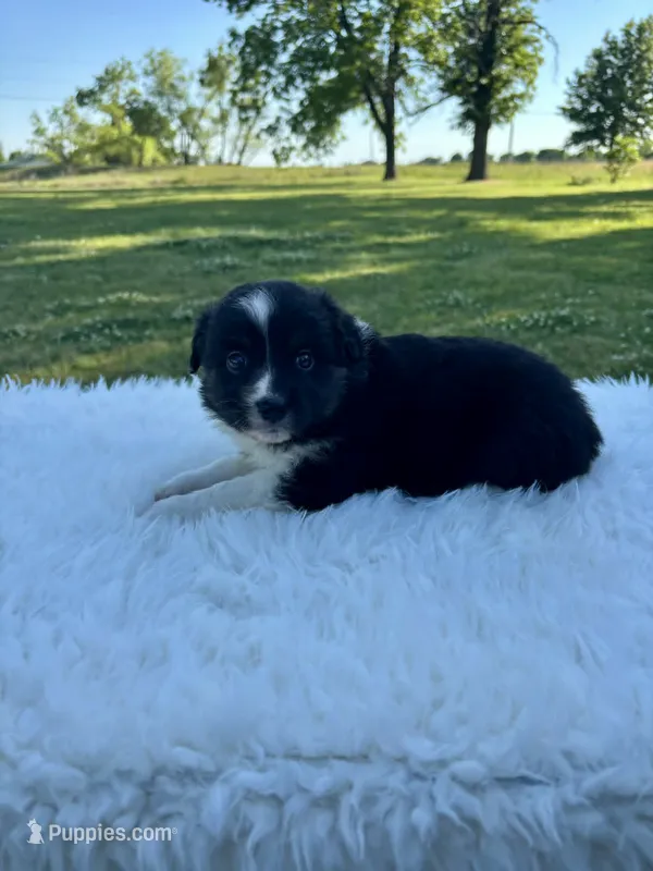 Hank – Miniature Australian Shepherd puppy for sale in Tulsa, OK