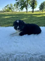 Hank, a male Miniature Australian Shepherd for sale in Tulsa, OK – 1 of 2
