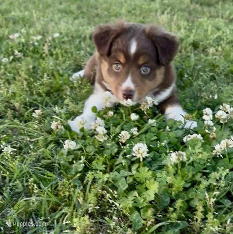 Blake – Miniature Australian Shepherd puppy for sale in Tulsa, OK