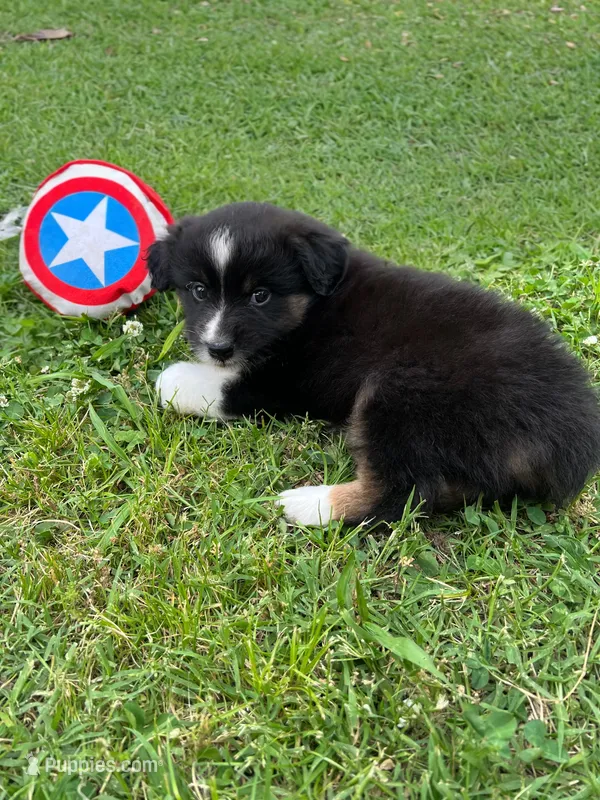 Hank – Miniature Australian Shepherd puppy for sale in Tulsa, OK