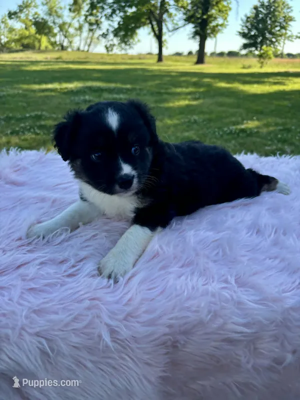 Ella – Miniature Australian Shepherd puppy for sale in Tulsa, OK