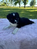Ella, a female Miniature Australian Shepherd for sale in Tulsa, OK – 1 of 2