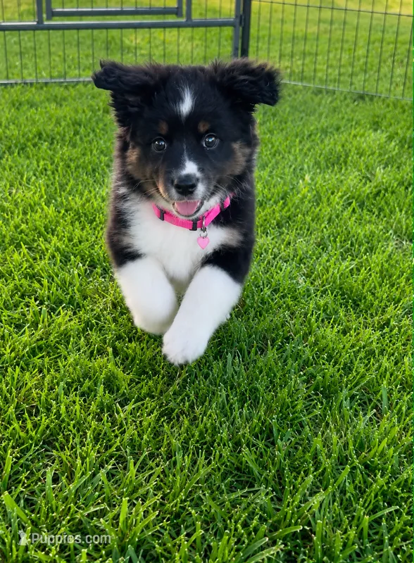 Ella – Miniature Australian Shepherd puppy for sale in Tulsa, OK